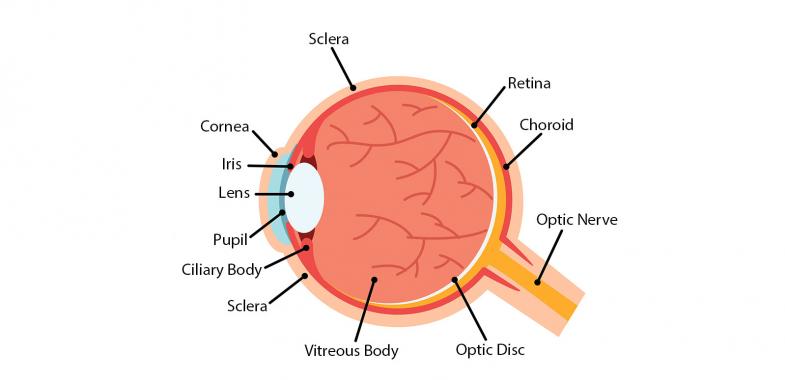 Anatomy of the eye